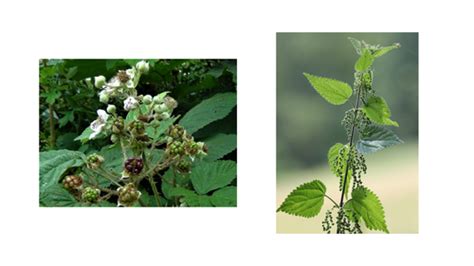 KS1 plants and evergreen and Deciduous trees (year 1&2) | Teaching ... 