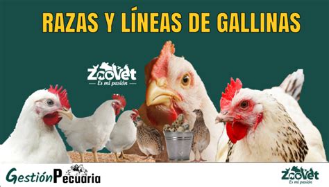 Principales Razas De Gallinas Atelier Yuwa Ciao Jp