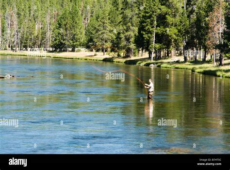 A Fisherman Fly Fishing On The Madison River In Yellowstone National