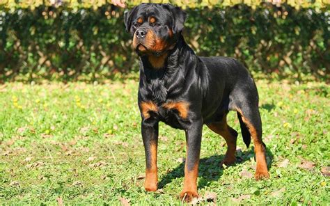 Indiana Rottweiler Puppies Champion German European Import Crystal