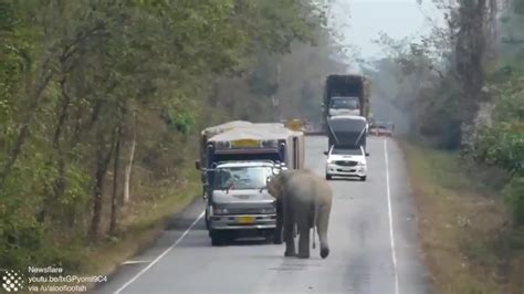 Elephant blocks traffic to steal sugar cane : r/AnimalsBeingJerks