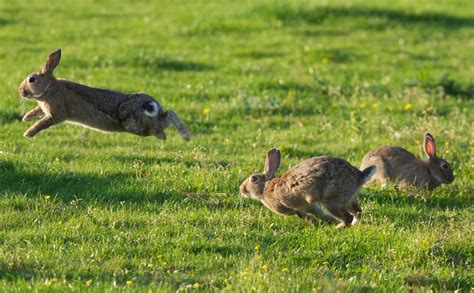 Why Do Rabbits Hop Facts That You Should Know Petcosset