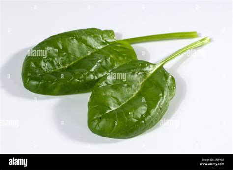 Spinach Vegetable Spinach Spinacia Oleracea Garden Spinach Stock