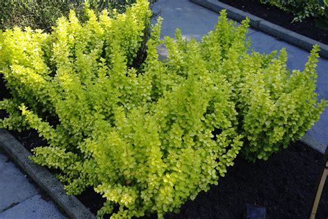 Berberis Thunbergii Maria Pbr Van Vliet New Plants