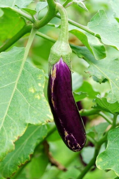 Berenjena Larga Morada En El Rbol Y Fondo De Hoja Verde Foto Premium