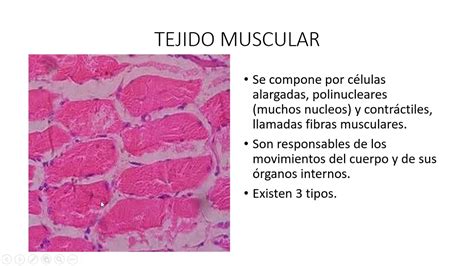 Tipos De Tejidos 8° Ciencias Youtube