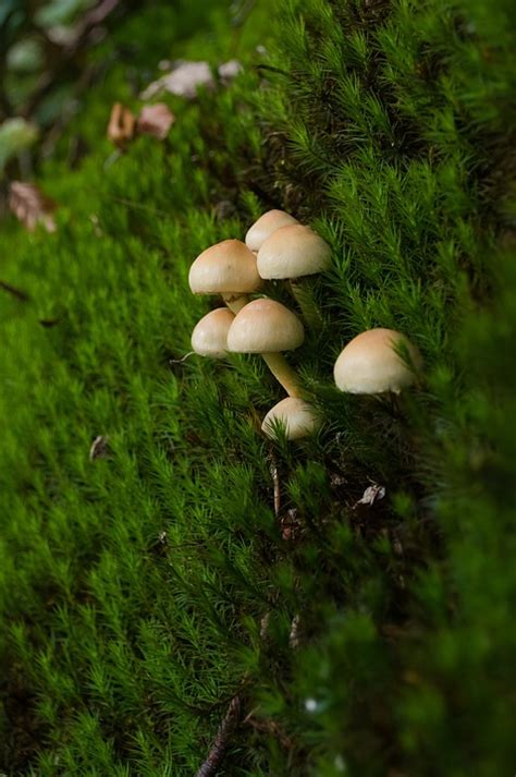 Mushrooms Moss Forest Free Photo On Pixabay