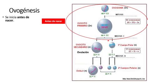 Clase Gametog Nesis Y Fecundaci N Youtube