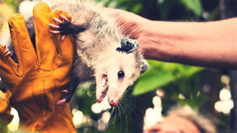 5 Best Possum Repellents in 2024 [Detailed Reviews]