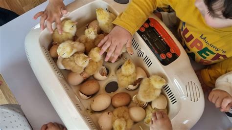 Nacen Los Pollitos De Gali A De Mos Incubados En El Aula Da Natureza De