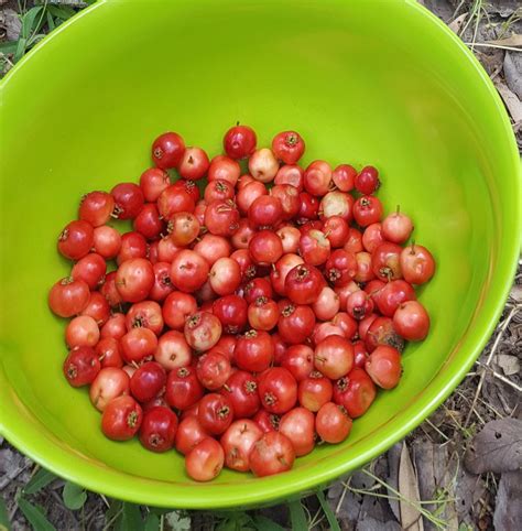 Mayhaw trees – theexileskitchen