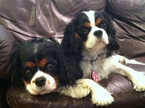 parker peyton tri color cavalier king charles spaniels relaxing