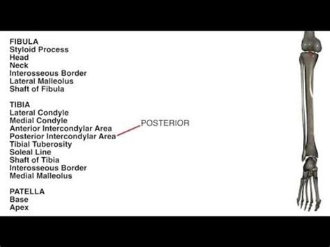 Styloid Process Of Fibula