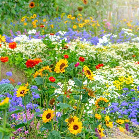 30 Flowers That Bloom In Summer Annuals And Perennials For Late Summer