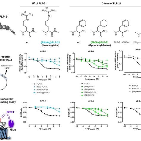 The Conserved C Terminus Of FLP 21 RFamide Is Highly Important For