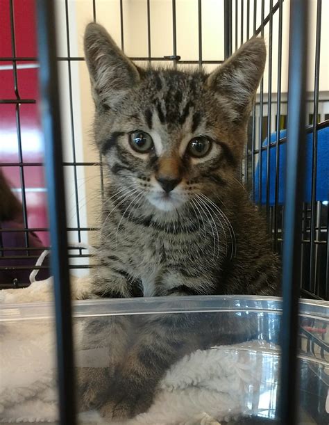 Kitten Got Adopted Today : r/MadeMeSmile