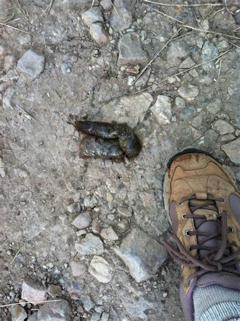 Bear Poop | Adventures of a Rocky Mountain Neophyte