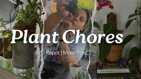 Plant Chores Repot Moss Poles YouTube