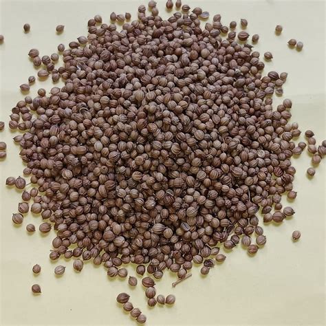 Grade Badami Brown Dried Coriander Seed Form Seeds At Rs Kg In Kanpur