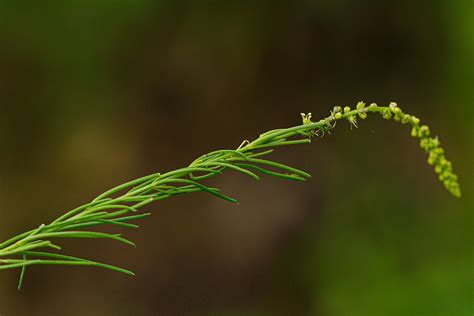 Flora Of Zimbabwe Species Information Individual Images Lophiocarpus