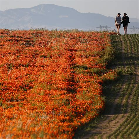 See The Superbloom Outside Online