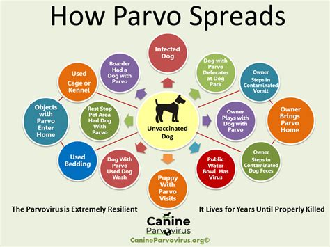 Parvo Topics - Canine Parvovirus