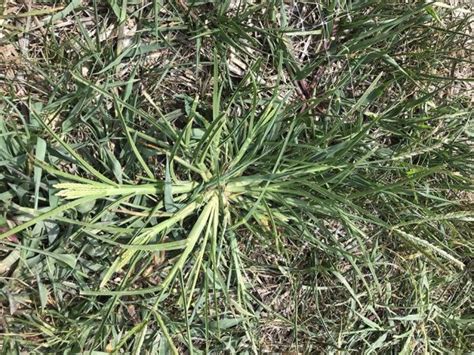 Nutsedge and Goosegrass Control on Sports Fields - Advanced Turf Solutions