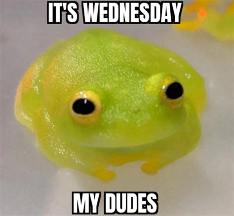 It's Wednesday my dudes! : r/SipsTea