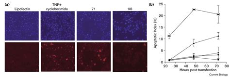 Inhibition of PDK-1 activity causes a reduction in cell proliferation ... 