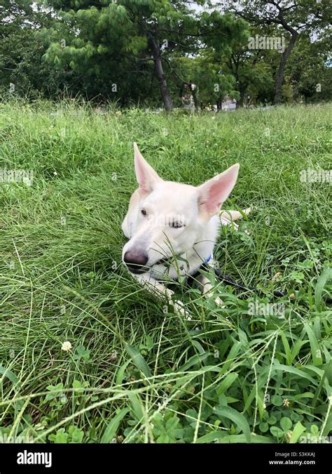 White German Shepherd Terrier Mix