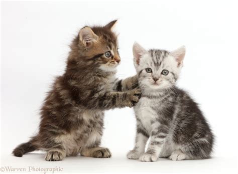Brown tabby kitten, with paws on Silver kitten's neck photo WP46124
