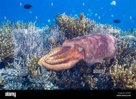 Adult Broadclub Cuttlefish Sepia Latimanus On The Reef At Sebayur