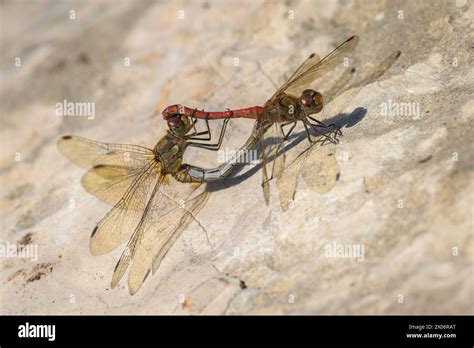 A Pair Of Common Darter Dragonflies Mating Resting On A Rock Stock