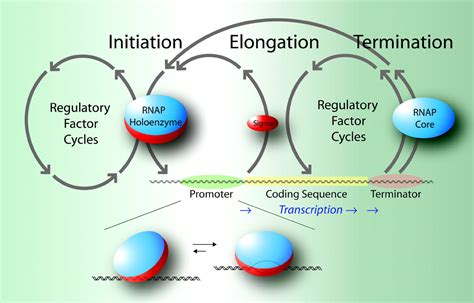 Catching Rna Polymerase In The Act Of Binding Intermediates In Transcription Illuminated By