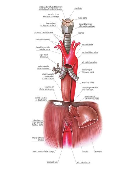 Oesophagus 3 Photograph By Asklepios Medical Atlas Pixels