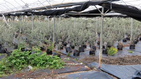 7 Tips For Choosing The Best Olive Seedling From The Nursery