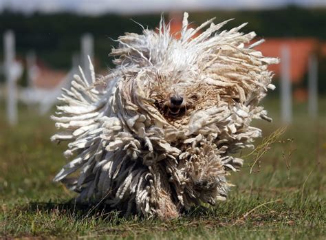 Komondor Breed Guide - Learn about the Komondor.