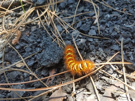 Fuzzy Caterpillar Friend Residing in the Florida Panhandle : r/whatsthisbug