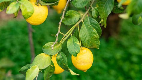 Milf Bilder Durchsuchen Archivfotos Vektorgrafiken Und Videos Adobe Stock