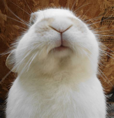 bunny nose on Tumblr