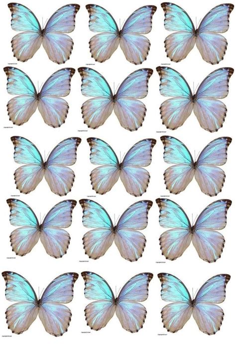 blue butterflies are arranged in rows on a white background, each with ...