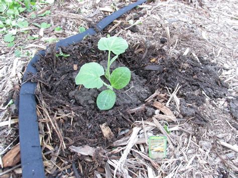 Kentucky Fried Garden: Planting Eggplant Seedlings in the Garden