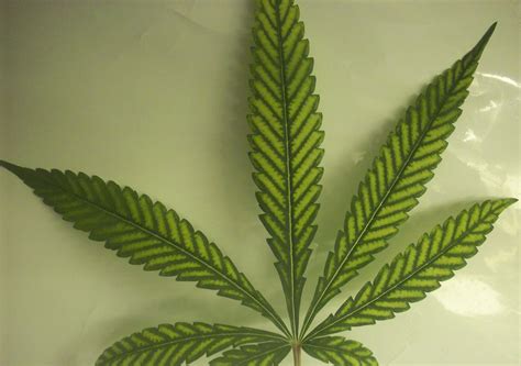 7 Common Cannabis Plant Deficiencies & Leaf Symptoms - Sensi Seeds