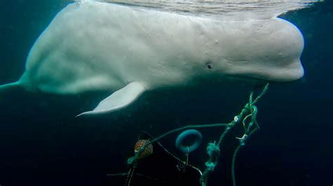 The Strange Saga Of Hvaldimir The Russian Spy Whale