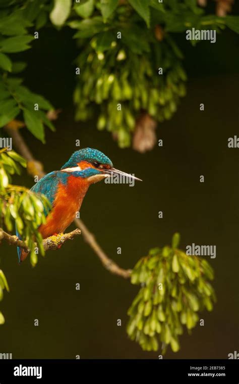 Kingfisher in their natural habitat Stock Photo - Alamy