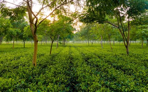 Tea Gardens, assam Tourism 2021 | How to reach, Best Places to visit ...