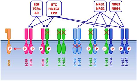 The ErbB/HER family of receptor tyrosine kinases includes four members:... | Download Scientific ...