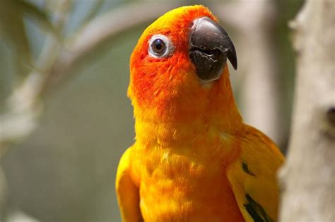 Things You Need To Know About Sun Conures Pet Central By Chewy