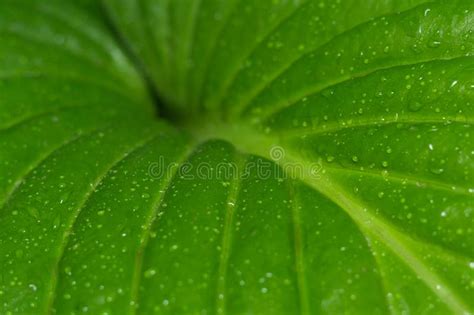 Descensos Del Agua En Un Primer Verde De La Hoja Imagen De Archivo