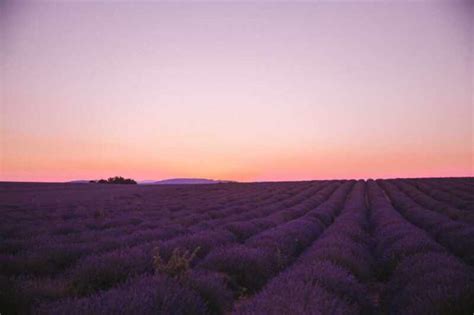 Lavender Sunset in Provence – The Londoner